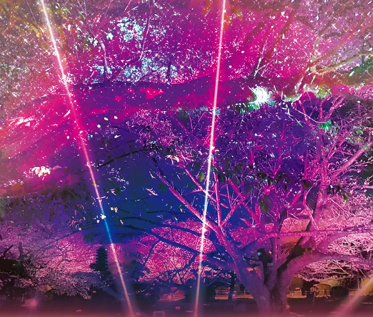 ピンク色にライトアップされた桜の木